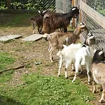 Tcs Camping Bern - Eymatt
